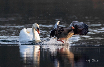 received_241162091127634