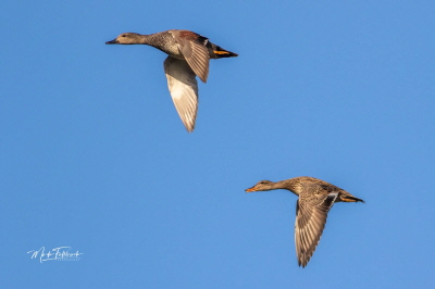 received_313207410445535